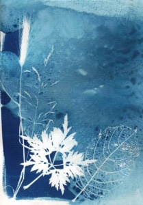 Cyanotype, Photogramme, CATHERINE MARY HOUDIN,