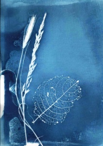 Cyanotype, Photogramme, CATHERINE MARY HOUDIN,