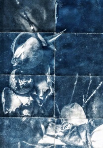 Cyanotype Ⓒ C.MARY HOUDINBouquet0002