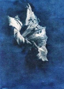 Cyanotype Ⓒ C.MARY HOUDINamarilys-0002