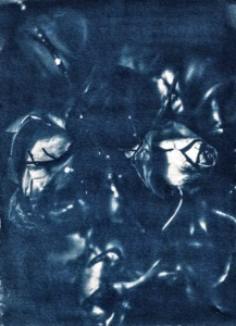 Cyanotype Ⓒ C.MARY HOUDINroses001