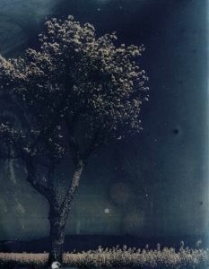 Cyanotype, Photographie sur verre, CATHERINE MARY HOUDIN,
